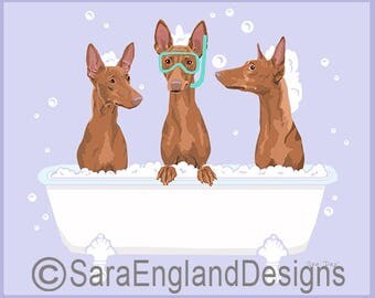 Spa Day - Pharaoh Hound
