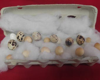 Blown/Hollow Button Quail Eggs 18 eggs-Crafts-DIY-taxidermy-blown out eggs./egg