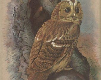 1965 beautiful tawny owl signed print by basil ede vintage bird print antique wall decor.