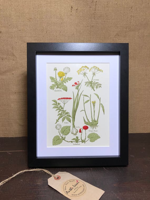 Botanical Book Plate Print - Mounted Vintage Herbal Plant Illustration - Dandelion - Caraway - Elder - Garlic - Ginger Root - Coltfoot