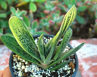 Gasteria cv. LITTLE WARTY - 4" Pot