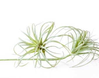 One Light Green Artificial Air Plant Tillandsia Succulent on Stem - Faux Succulent, Artificial Succulent, DIY Terrarium - ITEM 01126