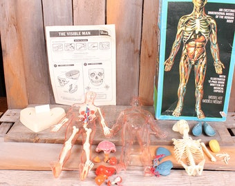1977 Revell Brand Visible Man Anatomy Male Science Model Kit Vintage