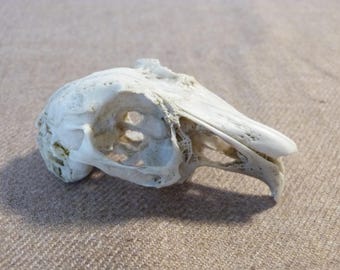 Craft Grade Real Rabbit Skull