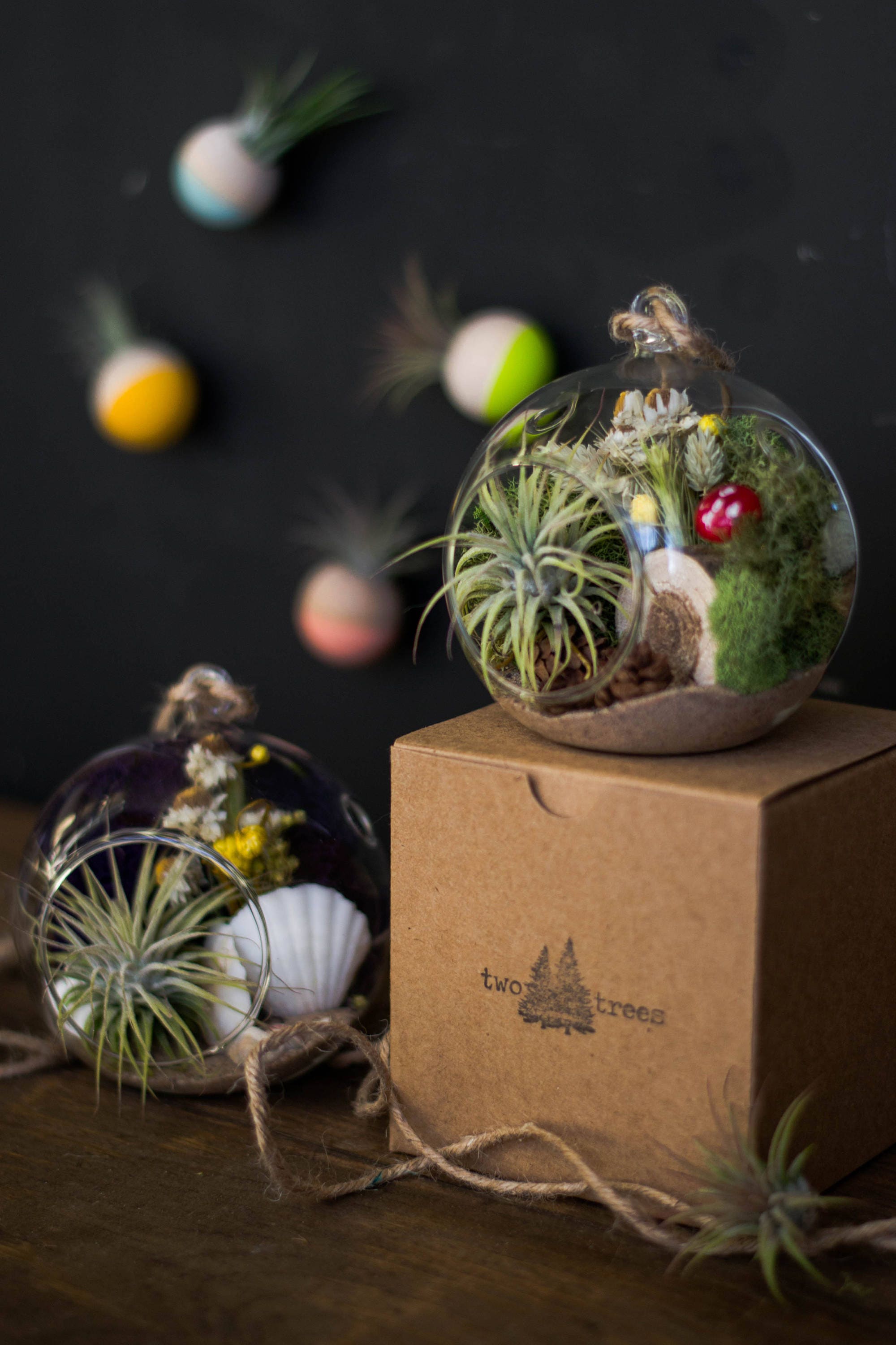 Small Mystery Air Plant Terrarium Kit Air Plant Tillandsia