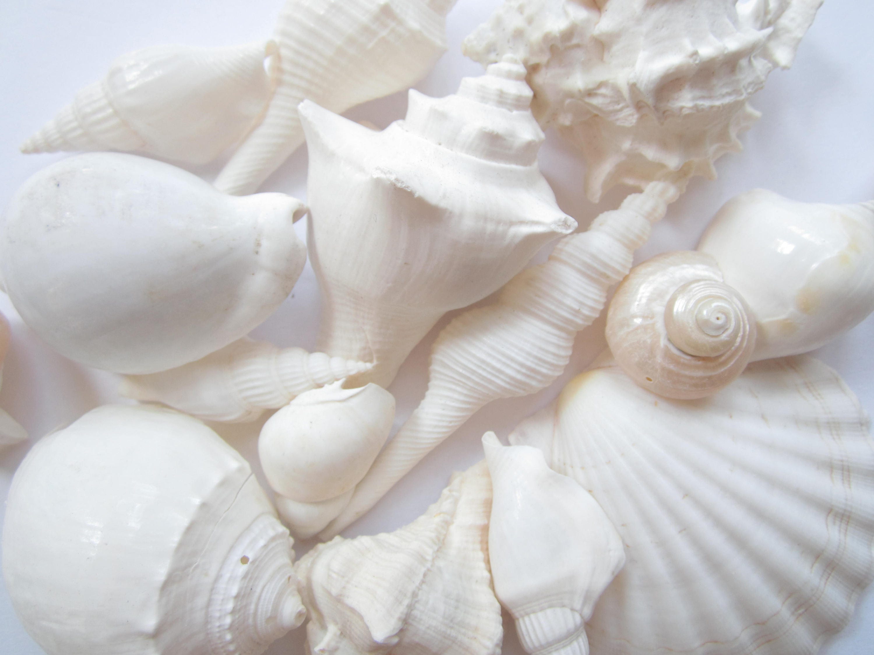 White Sea Shell Mix-Beach Wedding Decor-Sea Shells Bulk-Bag Of