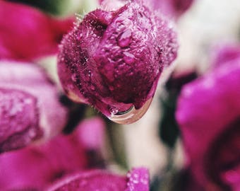 Waterdrop Snapdragon Vulva Penis Vagina Midwife "Drip Drop" nature yoni flower photography print
