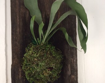 Staghorn Fern Mounted on Barnwood