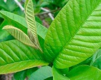 100 Fresh organic guava leaves texas grown high quality Tea