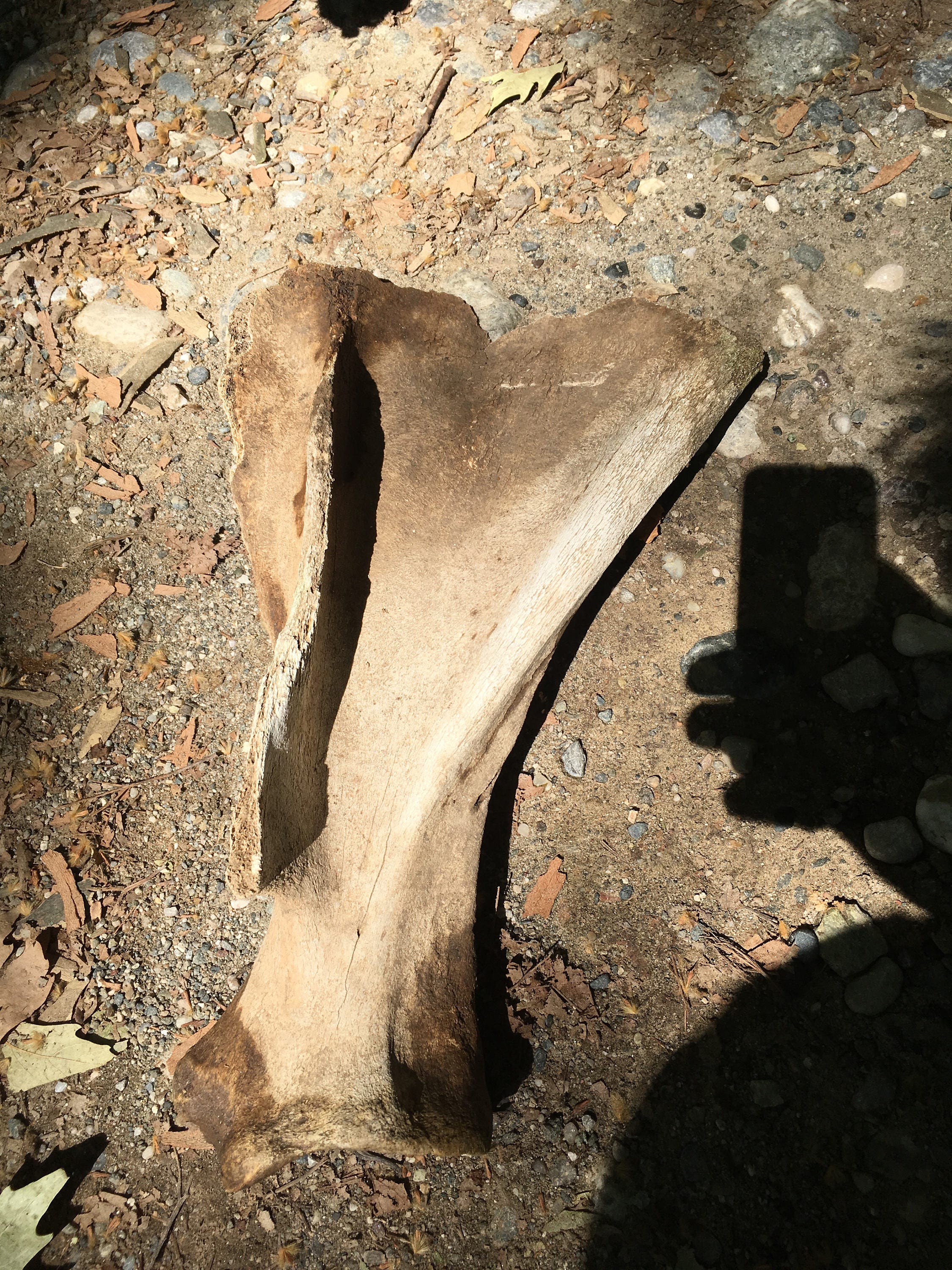 Bone horse scapula bone horse 2