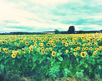 Sunflower Field Fine Art Photograpy Download or Custom Photo Print - Charante France - Printable Art - Sun Flowers Art - Field of Sunflowers