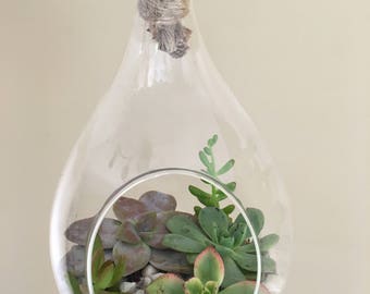 Hanging glass terrarium