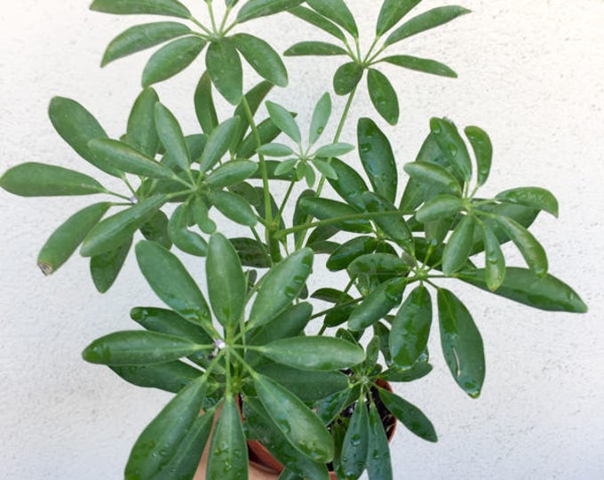 Air Purifying Plants: Hawaiian Umbrella Schefflera Tree, Umbrella Plant ...
