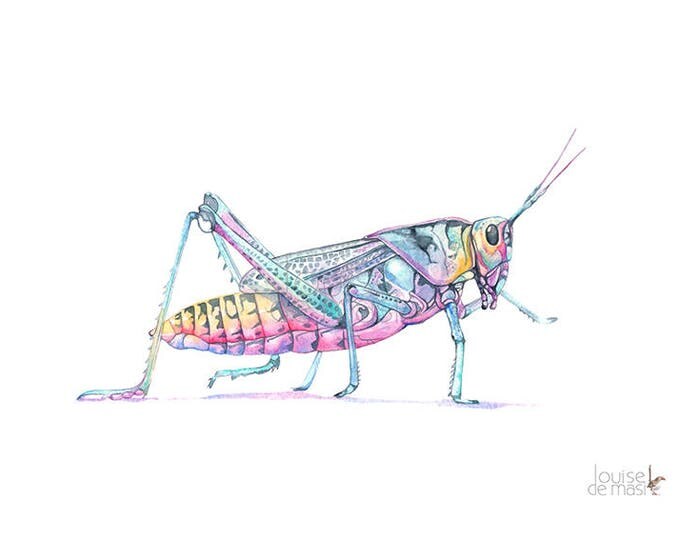 Grasshopper original watercolor painting, original painting watercolor grasshopper, original watercolor insect painting, Louise De Masi©