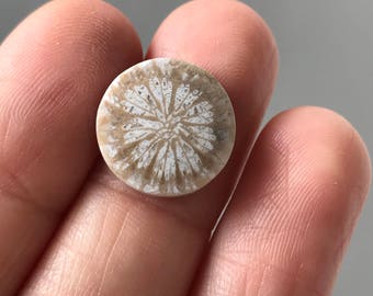 Beautiful Natural Floral Fossil Stone 13 x 13 mm