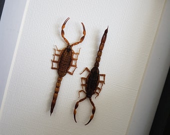 solifugae-camel-spider-wind-scorpions-sun-spider-iron-on-patch