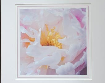 Close up of Peony Flower