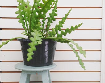 Limited and HARD TO FIND! Ric Rac Cactus Cutting (1)