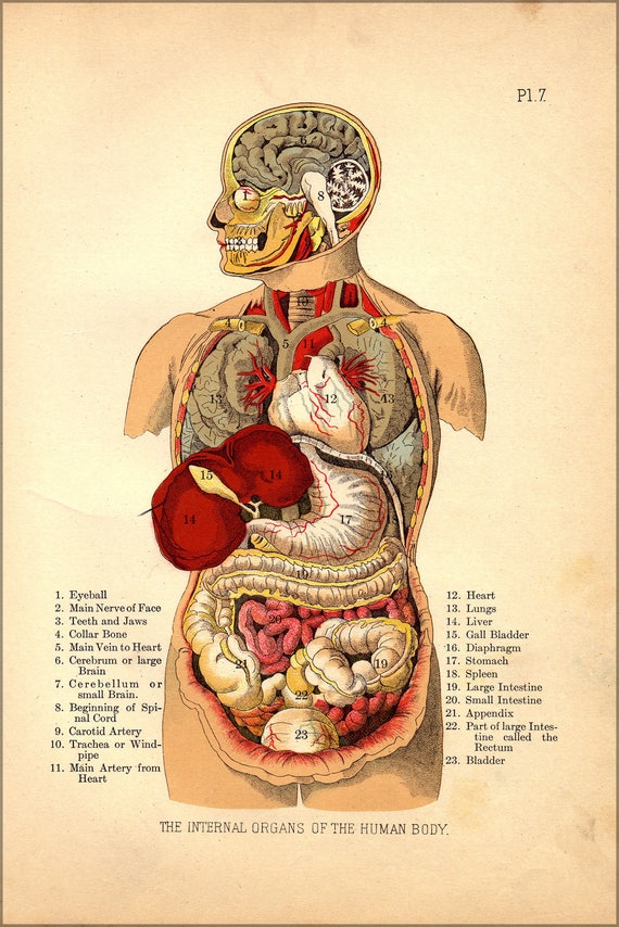 Poster Many Sizes Available Internal Organs Of The Human