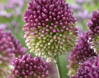 Purple allium | Etsy