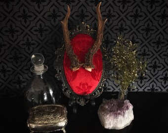 Victorian Roe Deer Antlers Baroque Wall Plaque, Taxidermy, Deer, Antlers, Victorian, Memento Mori, Oddity, Macabre, Gothic Decor, Wall Plaqu