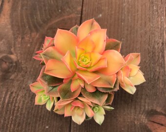 Succulent Plant - Aeonium Kiwi