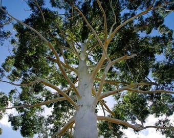 500 Eucalyptus grandis , Flooded gum Eucalyptus, Rose gum Eucalyptus