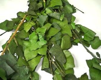 Preserved Ivy (Hedera Helix) Leaves,Preserved leaves, Green leaf, Preserved leaf for craft, Bouquet of leaves