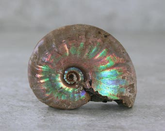 Fossil Ammonite Specimen, Small Natural Fossilized Ammonite, Collector Specimen, Rockhound Specimen, Unpolished Display Fossil Specimen
