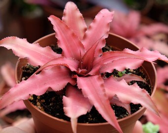 RARE Cryptanthus Ruby Star, Pink Star, Succulent Plant, Earth Star, Terrarium Plants, Live Succulent Terrarium, Bromeliad, Haworthia, Cactus