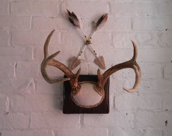 Vintage Mounted Deer Antlers - Repurposed