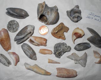 Seashells fossils 20 found beach shells Myrtle Beach SC 2017 shell collectibles salt water aquariums terrariums
