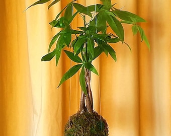 Kokedama Money Tree \\ Pachira Aquatica \\ Bonsai \\ Ficus \\ Hanging String Garden \\ Feng Shui \\ Prosperity \\ Wealth \\ Luck