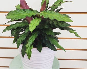 Calathea 