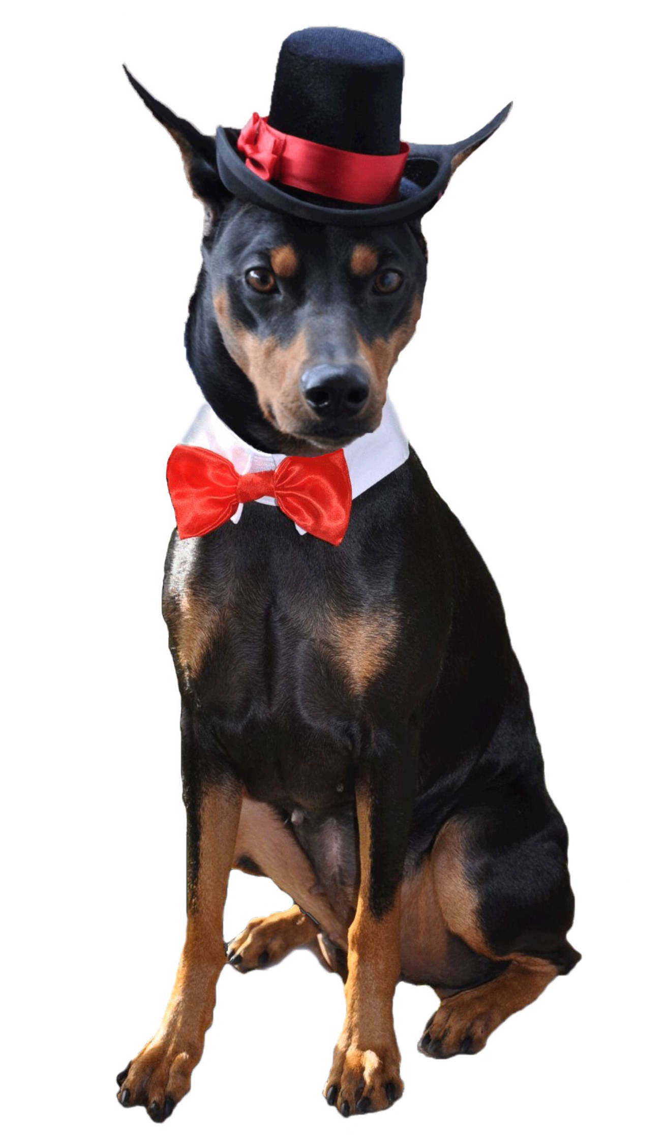 The Aristocrat black top hat for dogs and cats