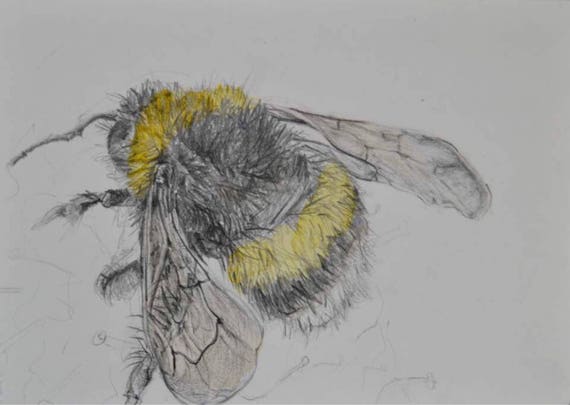  Bee drawing pencil and watercolour.