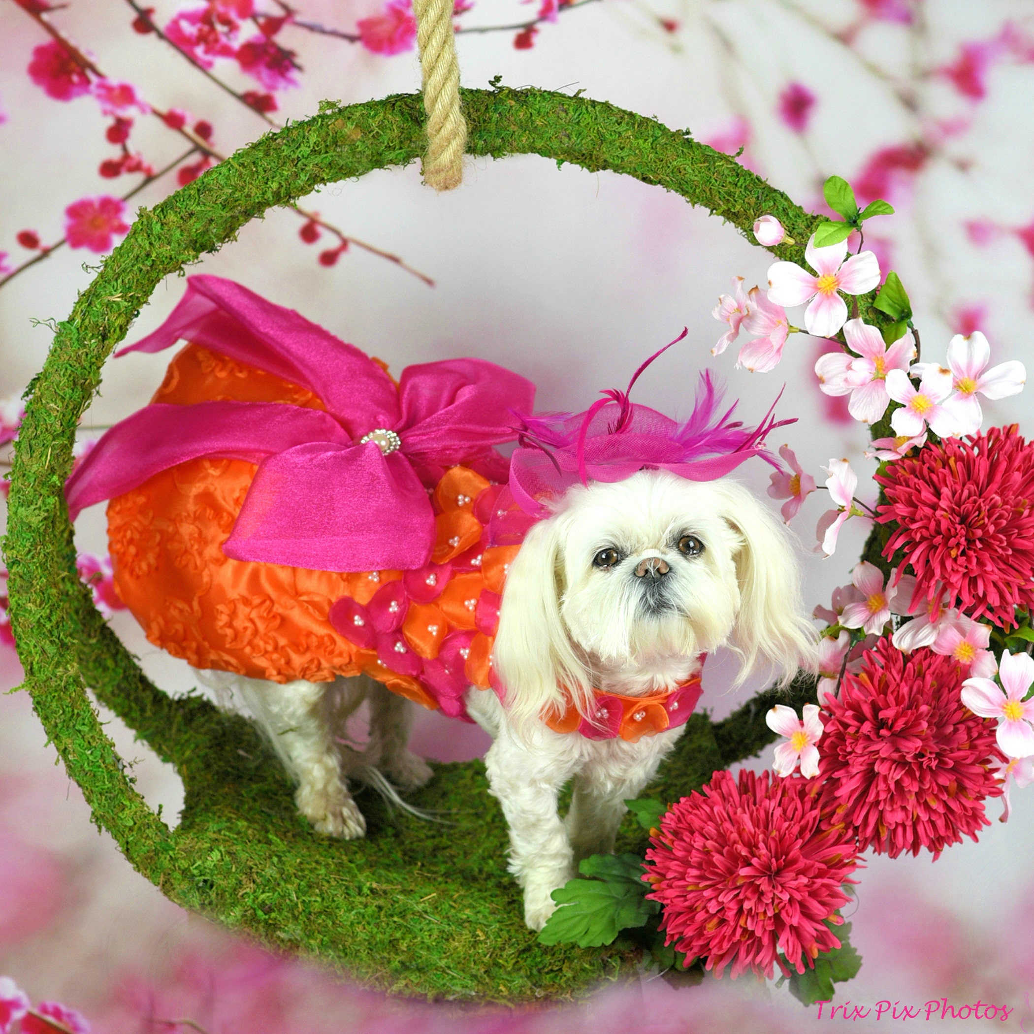 Orange & Fuchsia Custom Party Dog Dress