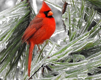 Red cardinal | Etsy