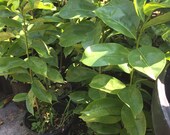 1 Live Soursop Guanabana Plant- Mang Cau Xiem Gai  - 9 To 11 Inches Tall -m134