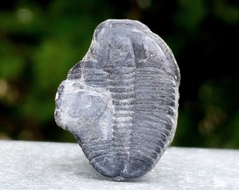 Elrathia sp. Trilobite Fossil - found in USA - Cambrian Period - FST142