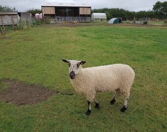 Teeswater raw fleece