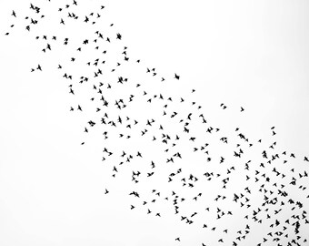 Flock of Birds Photo, Black and White Photography, Busy Sky Image, Vancouver Canada, Flying Black Birds, Minimalist Sky picture- Busy Wings