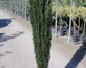 10 Ilex crenata Seeds,ilex crenata fastigiata, Japanese Holly or Box-leaved Holly