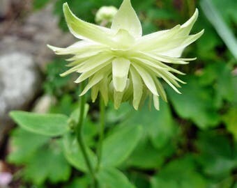 Aquilegia Lime Sorbet Flower Seeds / Columbine / Perennial