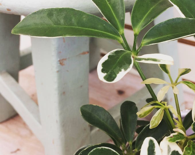 Schefflera arboricola 'Moondrop' Plant 6