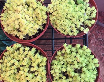 Succulent-Tokyo Sun Sedum