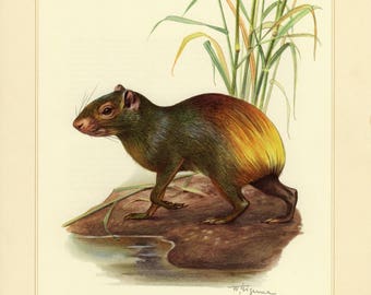 Vintage lithograph of the aguti from 1956