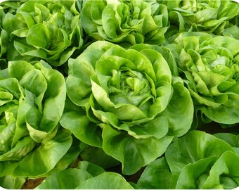 Nansen Lettuce - 200 seeds - Lactuca sativa - Organic, non-GMO