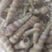 Wholesale Lot 550+ Augers Sea Shells For Mosaics Crafting Sailors Valentines Shells  Bulk Wholesale  Group 4