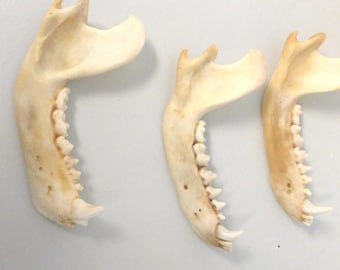 Coyote jaw bone | Etsy